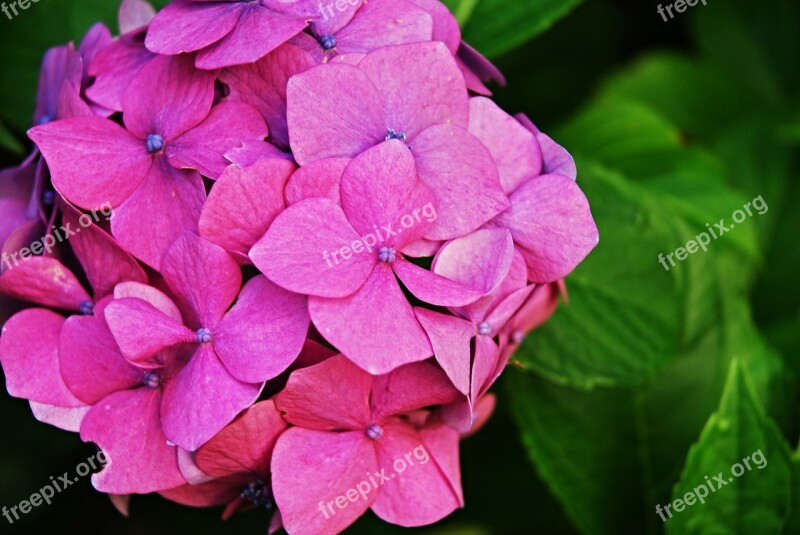 Flower Hydrangea Macro Ornamental Shrubs Free Photos