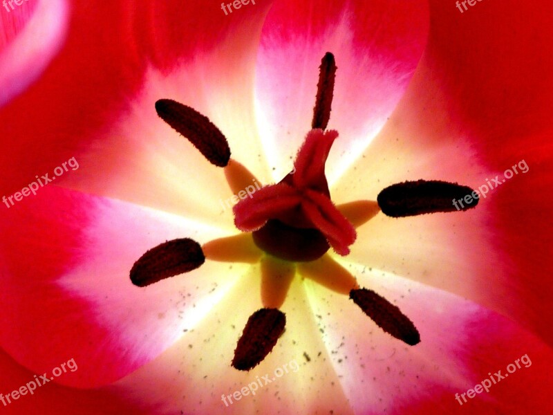 Tulip Inside Up-close Color Flower