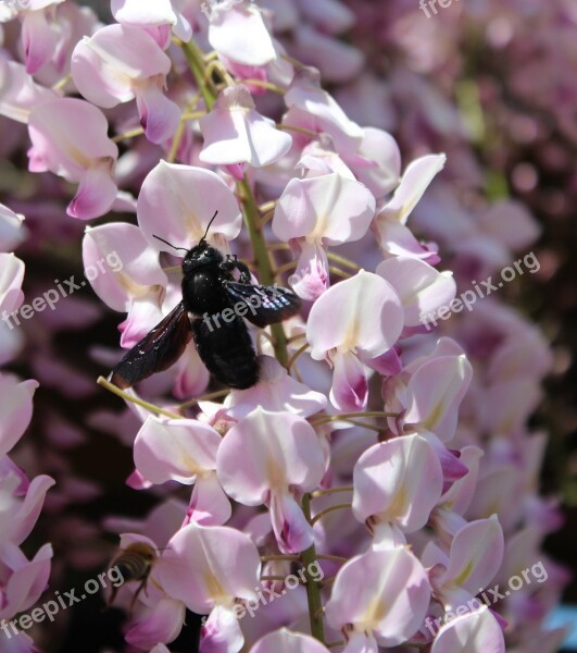 Carpenter Bee Xylocopa Wisteria Nectar Free Photos