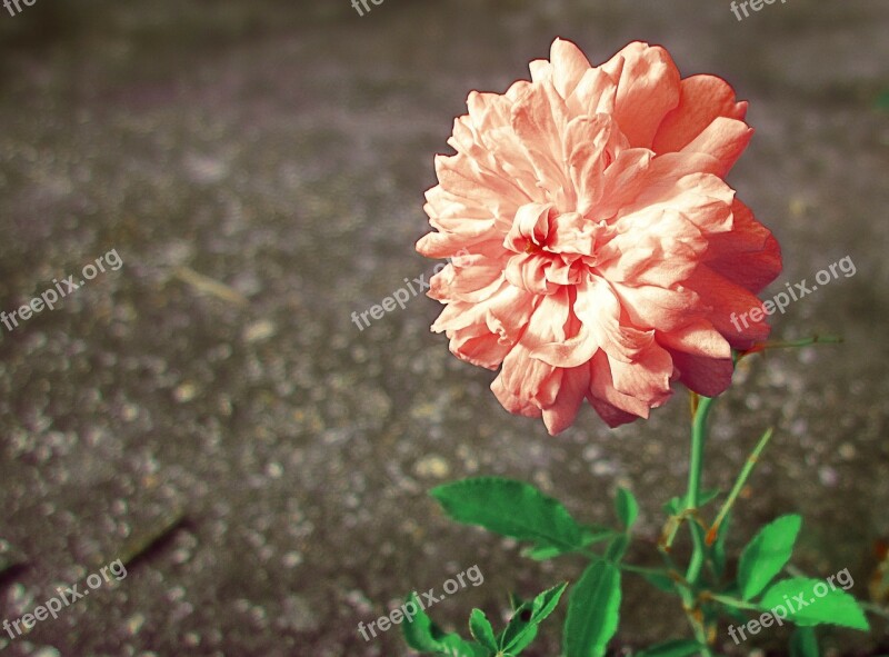 Pink Rose Flower Pink Flower Peach