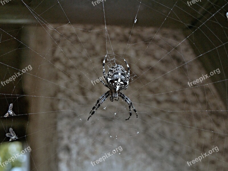 Spider Crusader Flies Web Insect