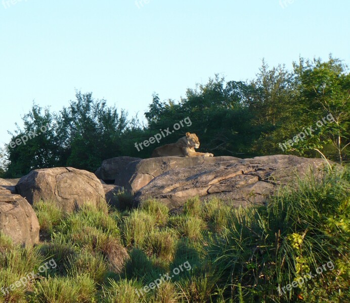 Female Lion Lion Rock Wilderness Africa