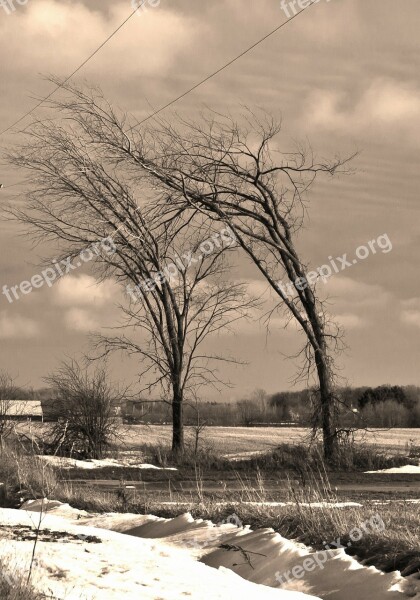 Trees Wind Winter Sepia Free Photos