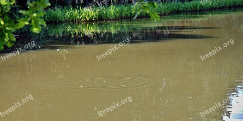 Pond Water Reeds Brown Circles