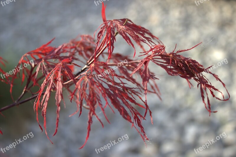 Maple Japanese Red Maple Leaves Nature Leaves