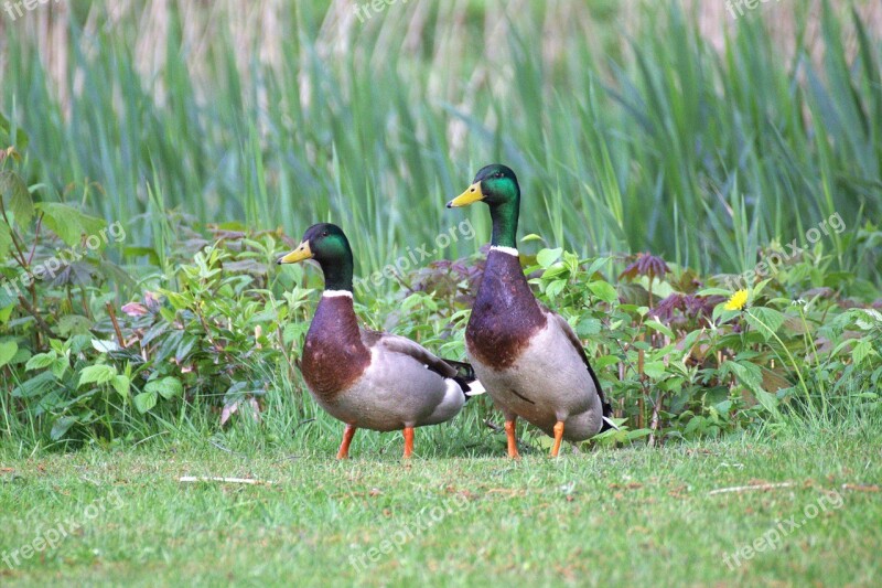 Ducks Water Bird Animal World Free Photos