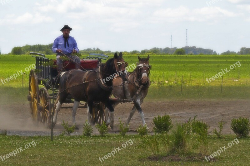 Argentina Gaucho Horses Plain Field Landscape