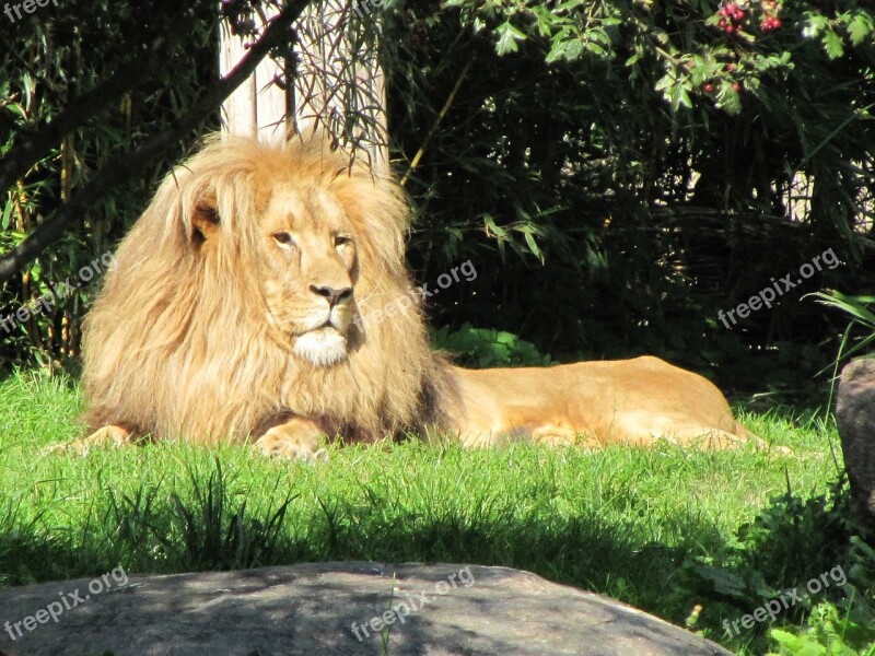 Lion Males Zoo Leipzig Big Cat Free Photos