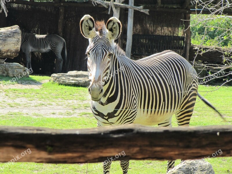 Zebra Zoo Leipzig Black And White Striped Leipzig Zoo Free Photos