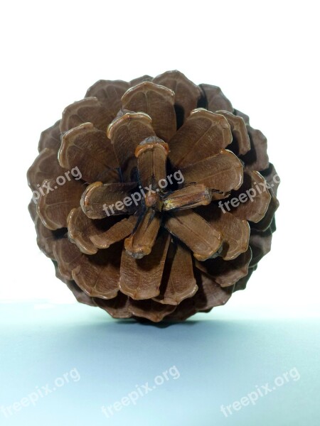 Pine Tap Pine Cones Tree Nature