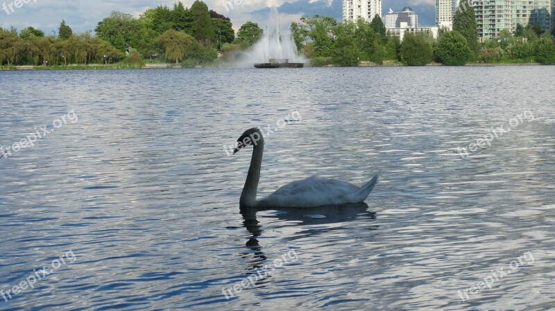 Swan Lake Vancouver Stanley Park Nature