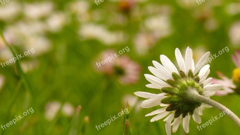 Daisies Meadow Plant Free Photos