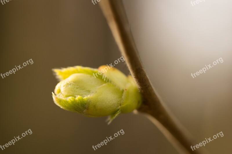 Bud Branch Spring Green Yellow