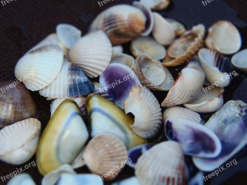 Sea Shells Color Beach Free Photos