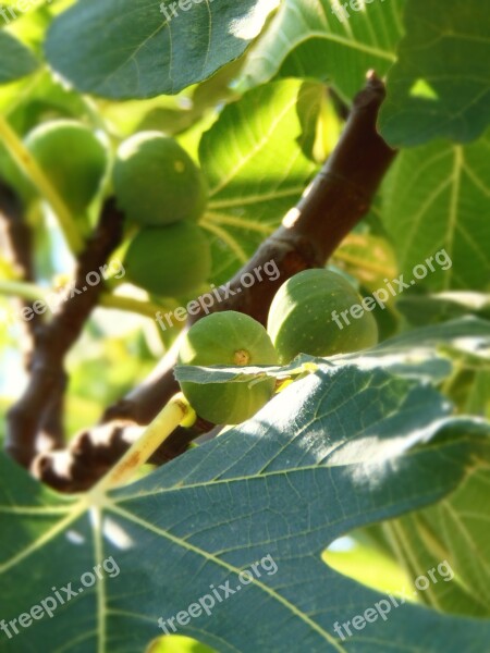 Fruit Fig Fig Tree Green Free Photos