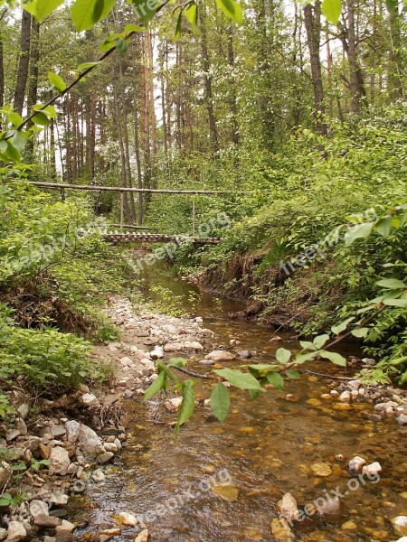 Forest Stream Water Trees Creek Bed