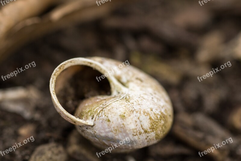 Snail Shell Earth Graeme Free Photos