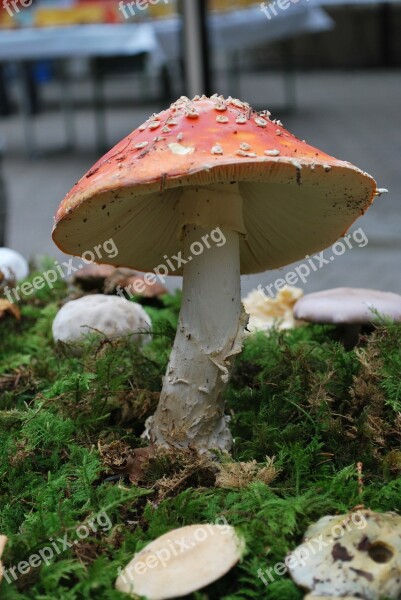 Fly Agaric Mushroom Luck Red White Toxic