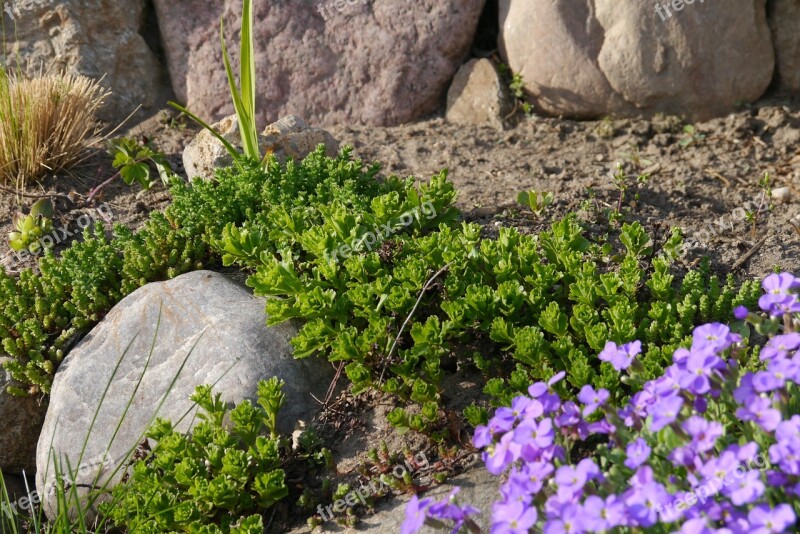 Stone Garden Stones Green Plant Close Free Photos