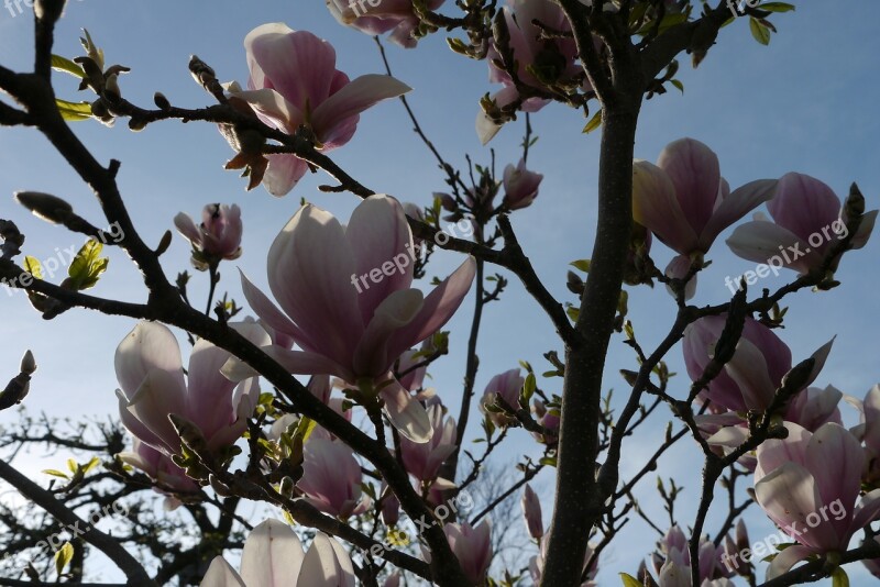 Magnolia Bush Flowers Pink Purple Sky