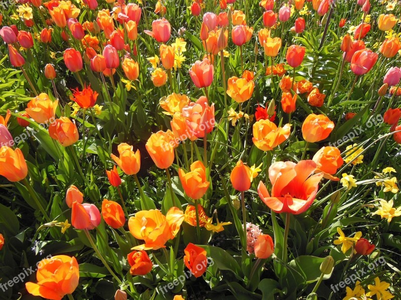 Spring Flowers Bulbous Plants Warm Colors Wallpaper Tulips