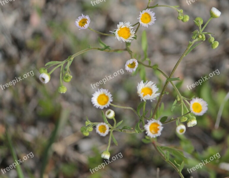 Yellow White Flowers Weed Green