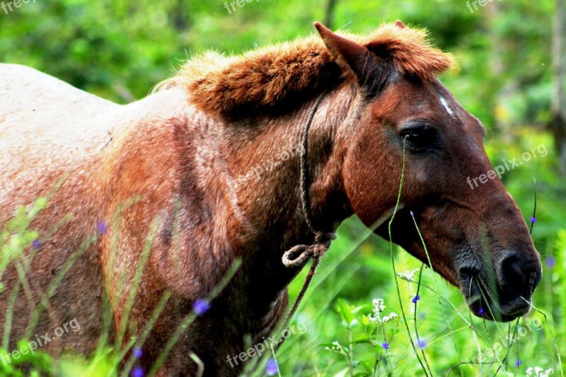 Horse Animal Horse Head Horses Brown