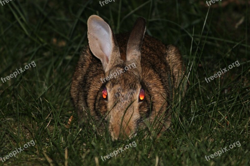 Rabbit Bunny Evil Demon Face