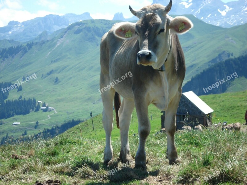 Beef Alp Wide Switzerland Schwyz