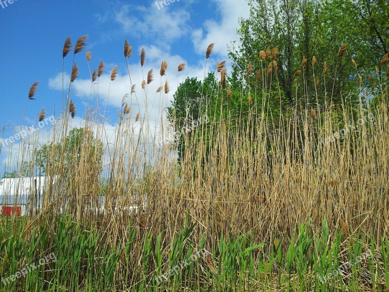 Trees Tree Grass Corn Grass Tall Grass