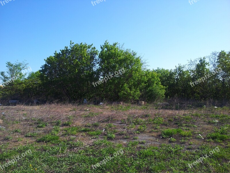 Trees Tree Grass Corn Grass Tall Grass