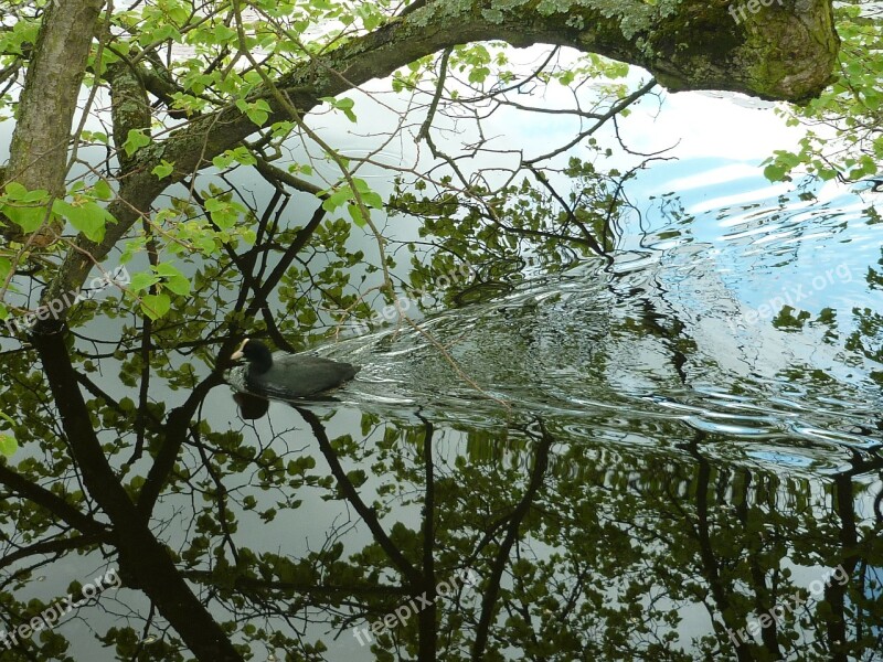 Duck Foliage Water Heaven Reflection