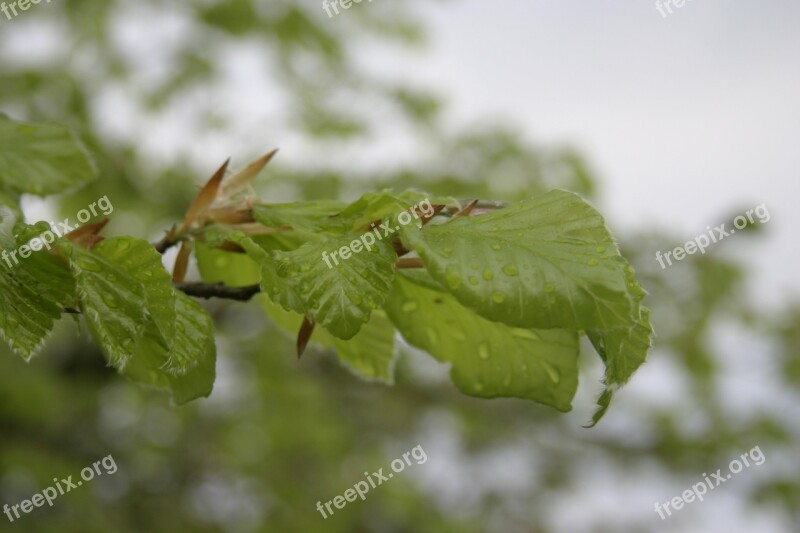 Spring Public Record Flora Rain Raindrop