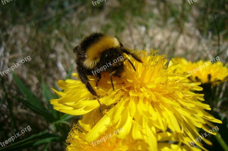 Summer Sunny Sunflower Public Record Flora