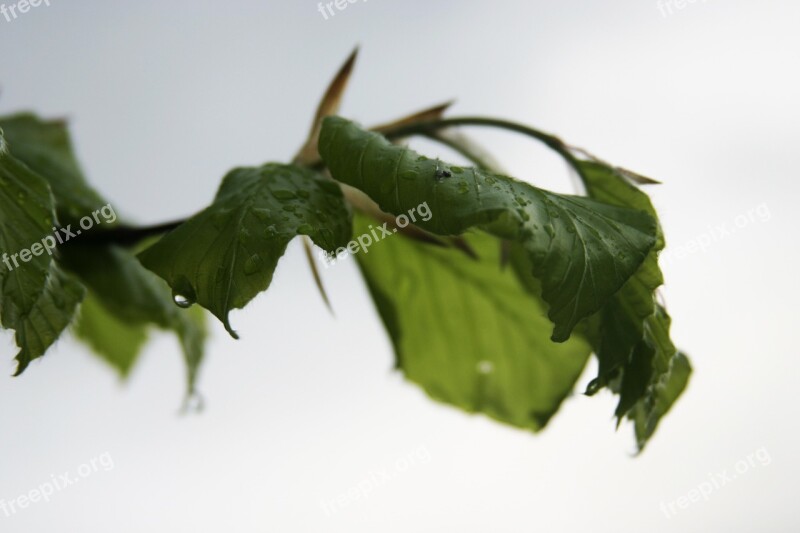 Rain Drip Drops Of Rain Summer Leaves