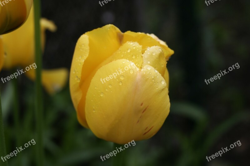 Flower Flowers Flora Yellow Flower Garden