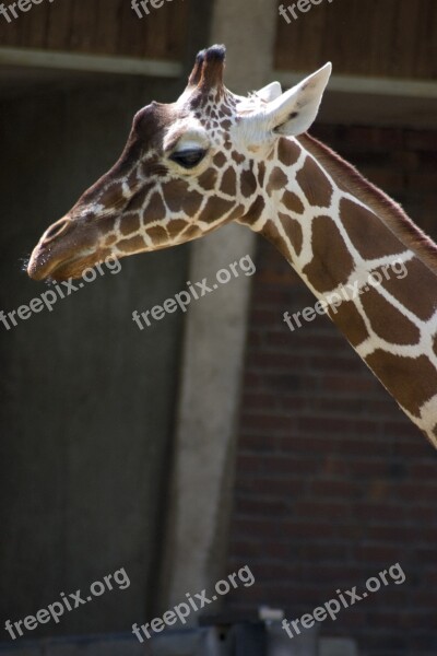 Giraffe Neck Animals Animal World Nature