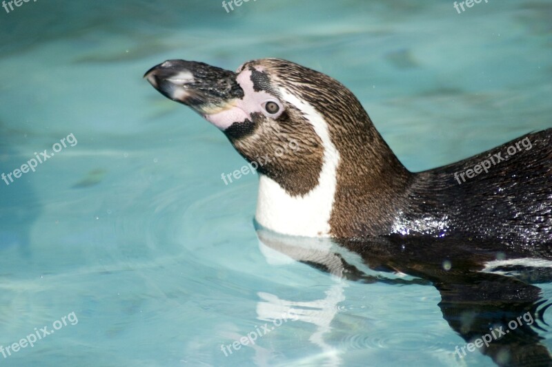 Humboldt Penguin Penguin Humboldt Bill Fish