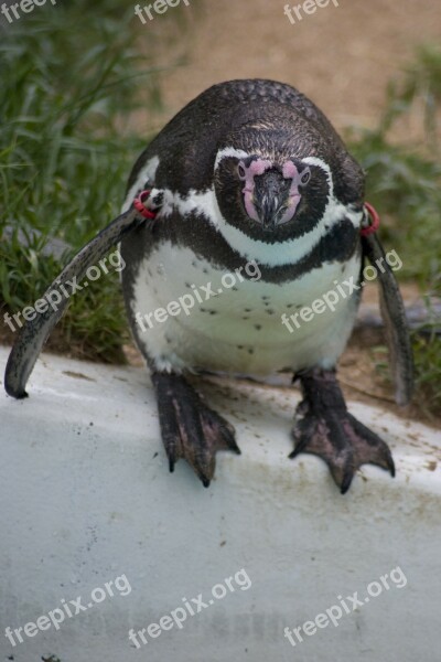 Humboldt Humboldt Penguin Penguin Bill Bird