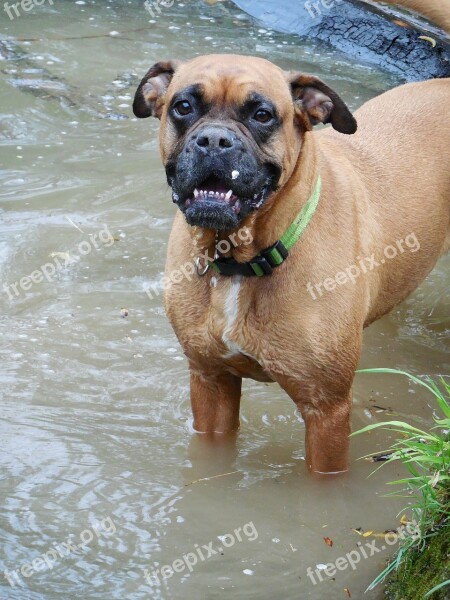 Nature Animals Boxer Dog Pet