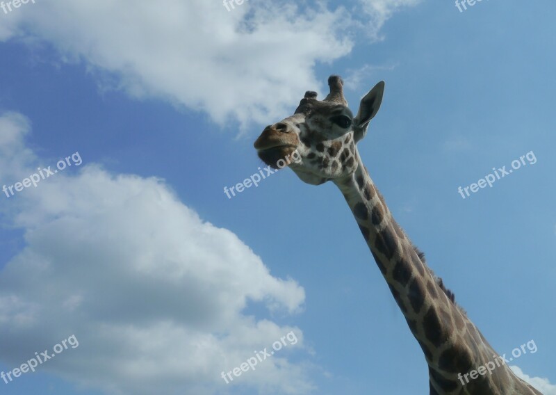 Giraffe Africa Serengeti Sky Blue