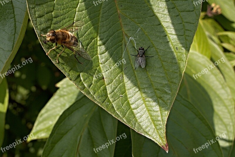 Pestřenka Fly Bush Foliage Green