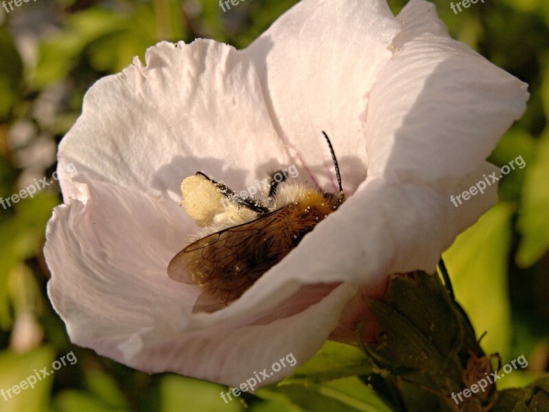 Flower Pollen Hibiscus Bee Insect