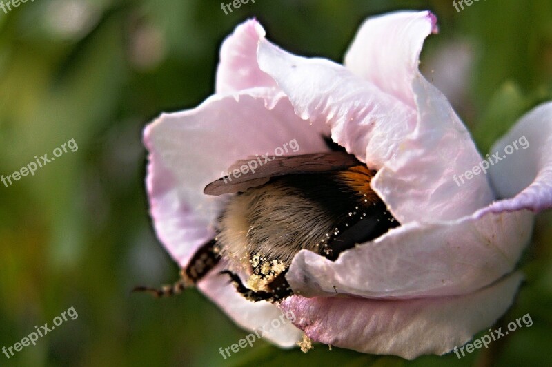 Bumble-bee Flower Pollen Hibiscus Insect