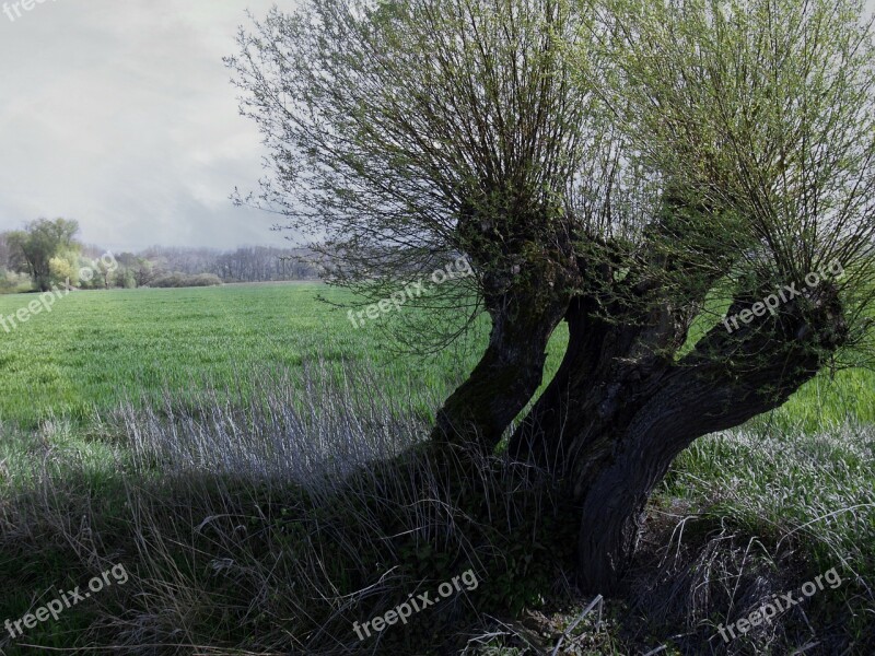 Moor Landscape Moorland Nature Meadow