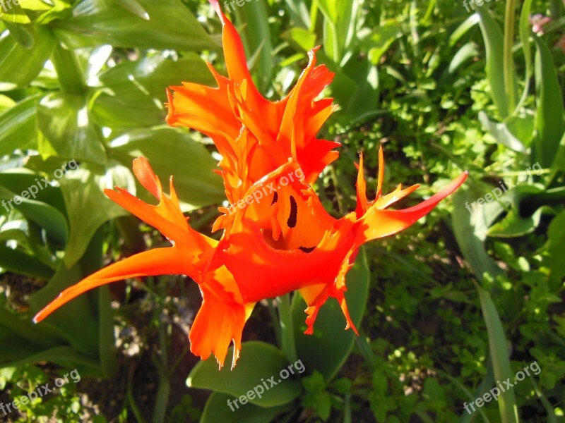 Flower Red Orange Lobed Special