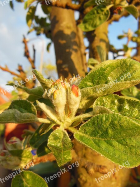 Budding Apple Buds Hairy Leaves Close-up Macro