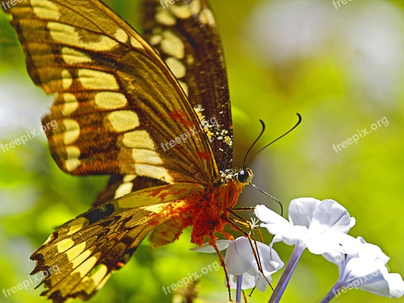 Butterfly Nectar Overloaded Flower Collecting Nectar