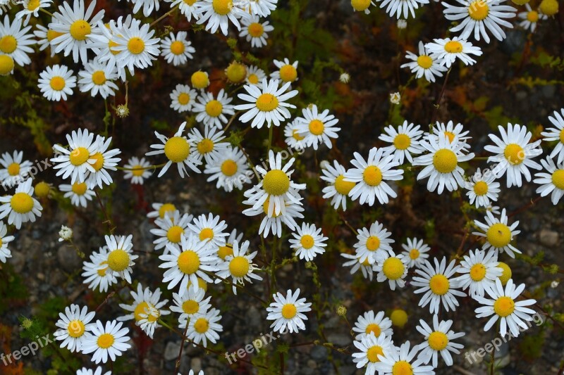 Margaritas Flowers Patagonia Free Photos