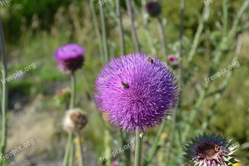 Thistle Insect Flower Free Photos